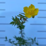 Ľubovník kalíškatý (Hypericum calicinum) ´HIDCOTE´ výška: 50-70 cm, kont. C2L